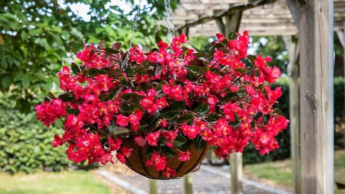 Begonia Plant, red Flower, hanging basket, Indoor houseplant