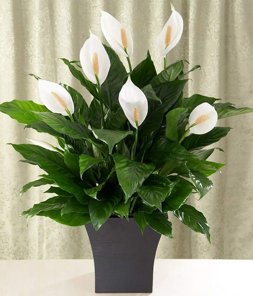 Peace Lily, Lily Flower, Green leaves, Houseplant