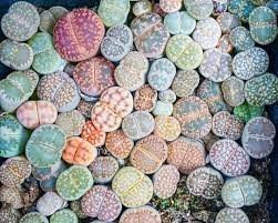 Living Stones | drought tolerant plants