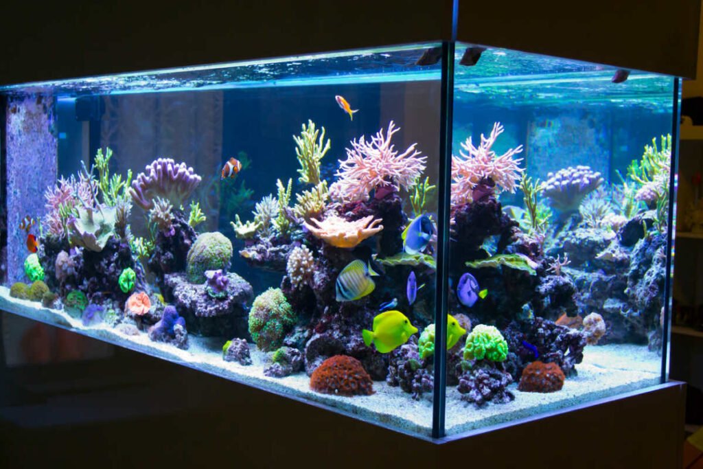 Aquarium Water for plants