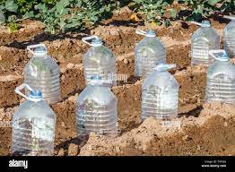 Bottled Water for plants