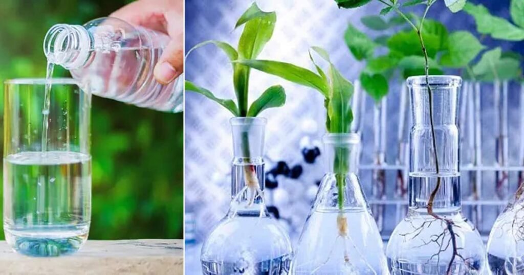 Distilled Water for plants
