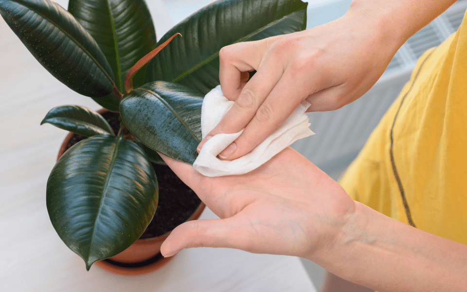 Wipe the leaves of houseplants with a damp Cloth | allaroundkitchens.com