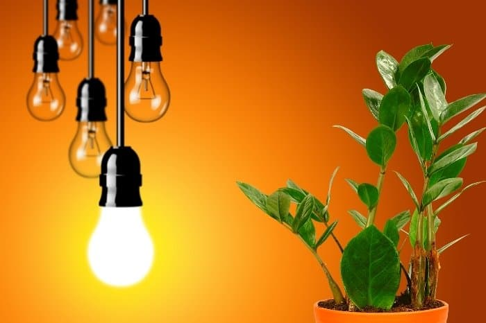plants in artificial light