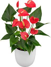 Anthurium indoor flowering plant