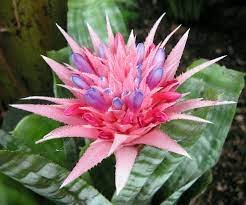 Bromeliad - Houseplants For Your Kitchen