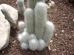Old Man Cactus - fuzzy plants