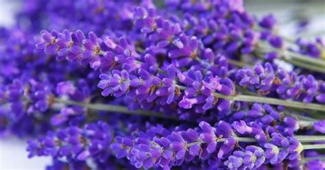 Lavender | Indoor Fragrant Plants