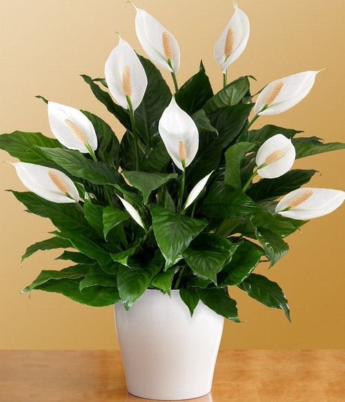 Peace Lily - Lucky Plants
