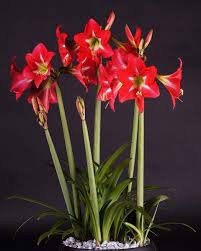Amaryllis is one of Poisonous Houseplants for cats