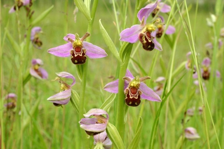  Bee Orchid | allaroundkitchens.com
