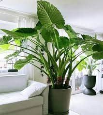 Elephant Ear is one of Poisonous Houseplants for cats