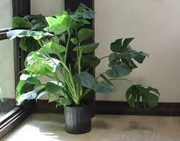 Monstera | Indoor Plants