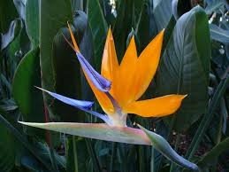 Bird of paradise is one of Poisonous Houseplants for cats