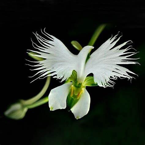 White Egret Orchid | allaroundkitchens.com