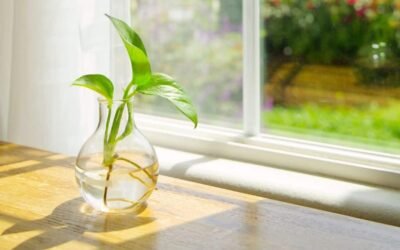 20 Best Indoor plants without soil for your kitchen