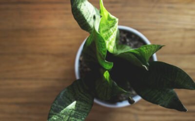 Understanding Plant Light Requirements: A Beginner’s Guide