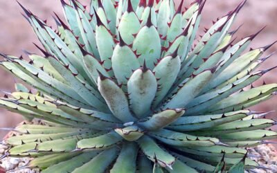 5 Drought Tolerant Plants that don’t need Water Often