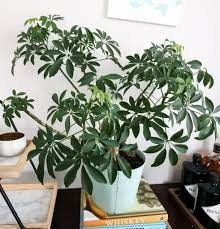 9 Best Umbrella-Shaped Houseplants for your Kitchen Space