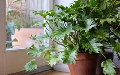 9 Stunning Varieties of philodendron for your kitchen | Houseplant