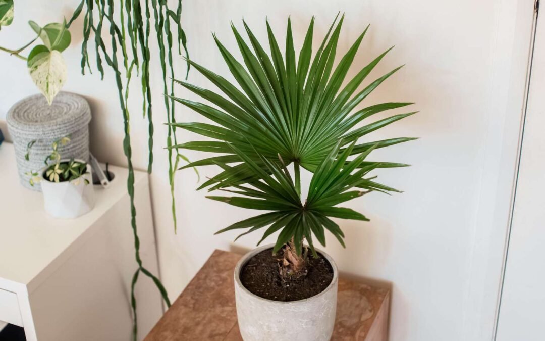 Best 6 Types of Palm Plants Indoor that can grow in your Kitchen