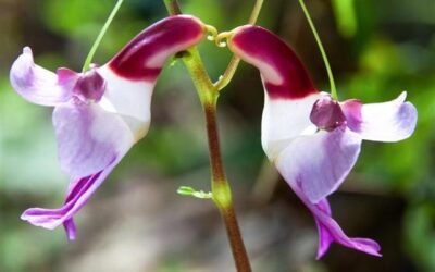 8 Attractive Flower Plants That Look Like Animals